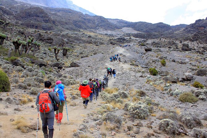 7 Days Kilimanjaro Trekking Machame Route with Professional Guide - Day 4: Lava Tower, Barranco Valley, and the big altitude test