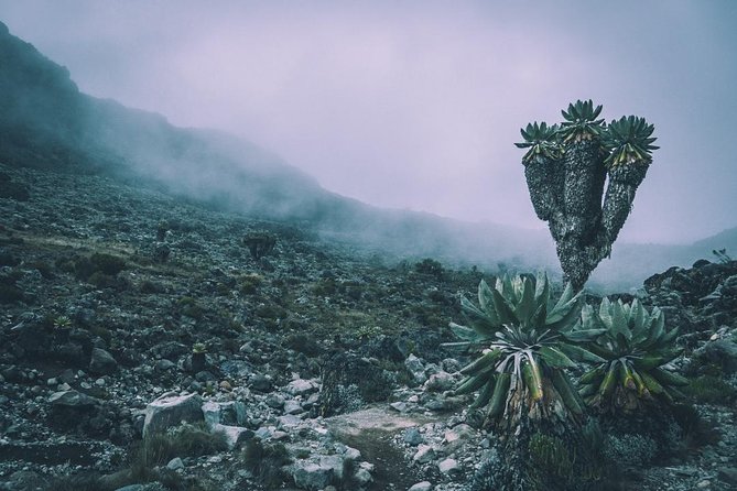7 Days Mount Kilimanjaro Machame Route - Day 2: Moorland and the Shira campsite