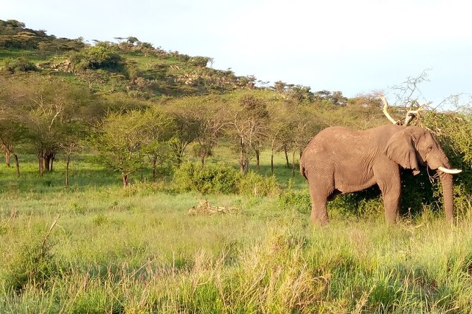 7 days Mt Kilimanjaro,Tarangire NP, Ngorongoro, Serengeti NP, Lake Manyara NP - Day 3: The long road to the Serengeti