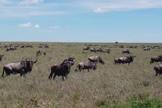 7 days Mt Kilimanjaro,Tarangire NP, Ngorongoro, Serengeti NP, Lake Manyara NP - Day 5: Serengeti to the Ngorongoro highlands