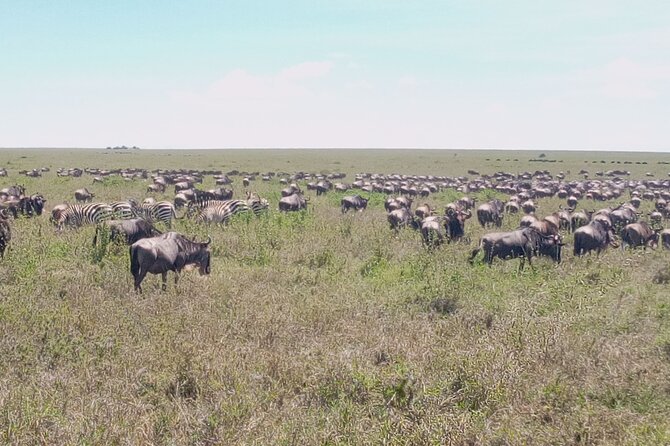 7 days Mt Kilimanjaro,Tarangire NP, Ngorongoro, Serengeti NP, Lake Manyara NP - Day 7: Birds, baboons, and tree-climbing lions at Lake Manyara