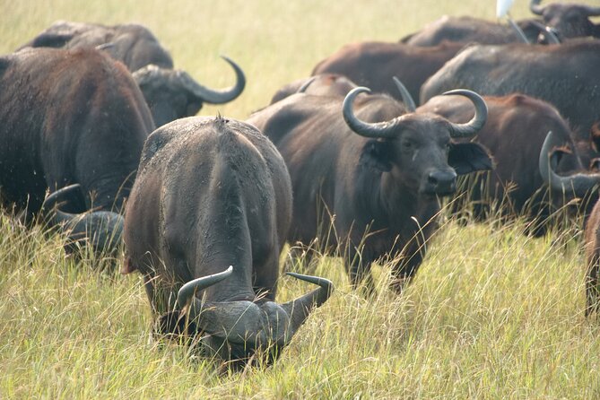 7 Days Safari and Rhino Trekking - Why this Uganda route works so well