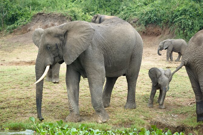 7 Days Safari and Rhino Trekking - Day 3: The road to Kibale Forest