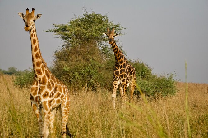 7 Days Safari and Rhino Trekking - Day 5: Murchison Falls and the Nile