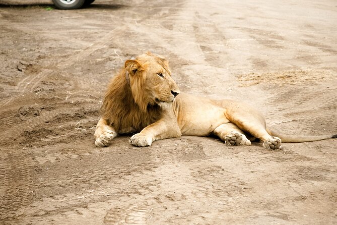 7 Days Safari and Rhino Trekking - Day 6: Murchison Falls game drive and Nile boat ride