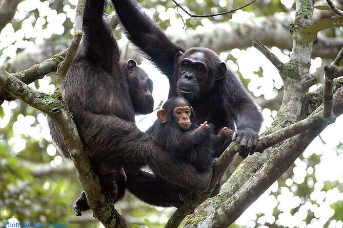 8-Day Murchison Falls, Chimp and Epic Gorilla Trekking - Why this Uganda route works