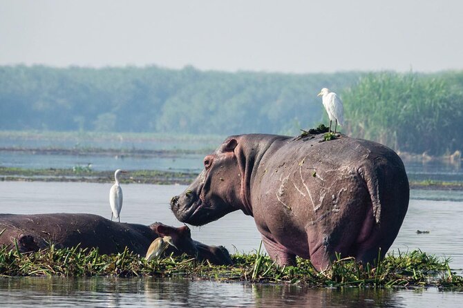 8-Day Murchison Falls, Chimp and Epic Gorilla Trekking - Day 1: Rhino tracking before Murchison Falls