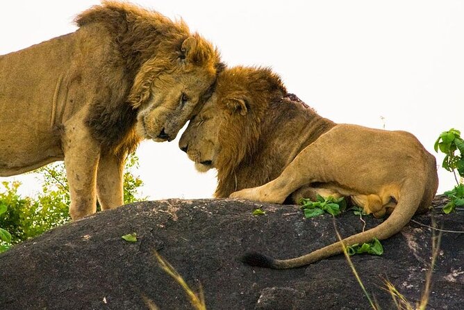 8-Day Murchison Falls, Chimp and Epic Gorilla Trekking - Day 4: Chimpanzee tracking in Kibale