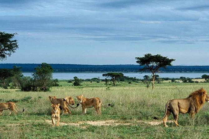 8-Day Murchison Falls, Chimp and Epic Gorilla Trekking Safari - Day 1: Entebbe to Murchison with rhinos at Zziwa