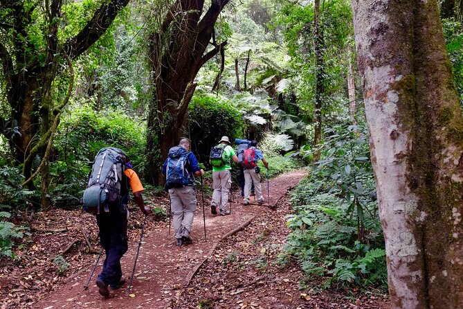 8 Days Mountain Kilimanjaro Lemosho Route - Day 2: Rainforest to Shira 1 Camp