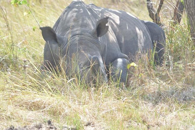 8 days Murchison Falls, Chimpanzee & Gorilla Trekking Safari - Key things to know before booking