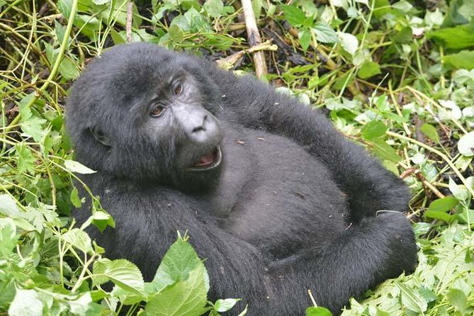 8 days Murchison Falls, Chimpanzee & Gorilla Trekking Safari - Day 1: Ziwa rhinos before Murchison Falls