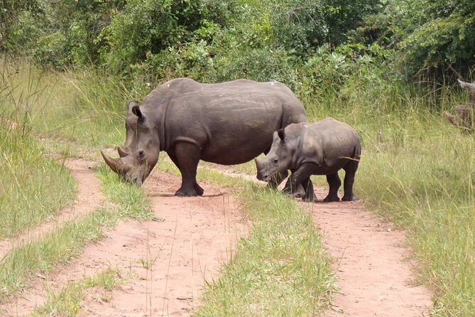 9 day Gorilla Trekking, Chimpanzee & Wilderness Safari (mid-range) - Day 2: four hours on safari and three hours on the Nile
