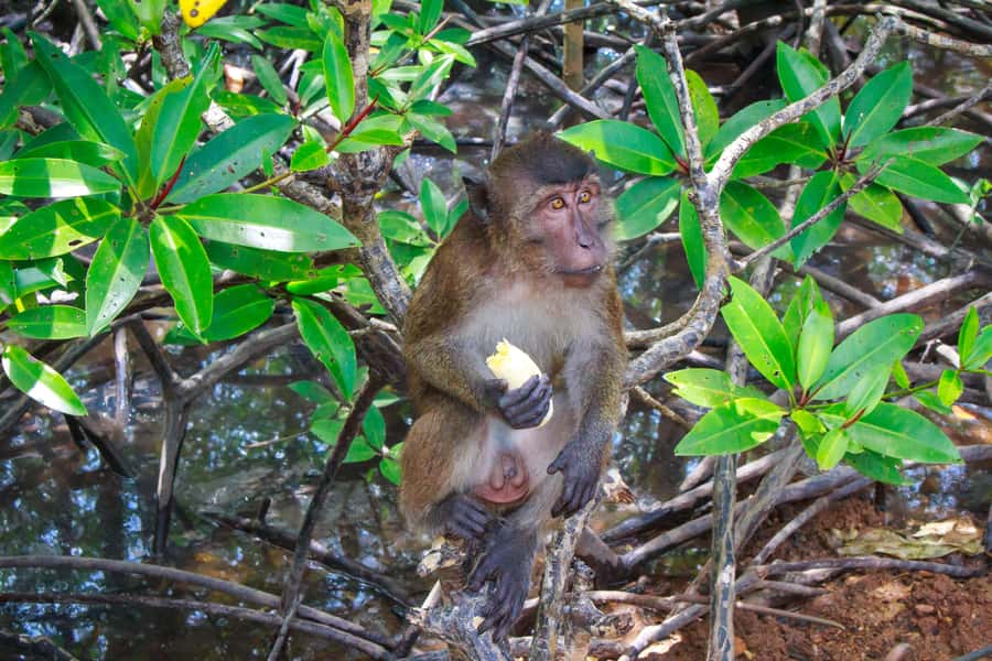 A Jungle-to-Sea Kayaking & Trekking Adventure in Phuket - Thai lunch after the trail
