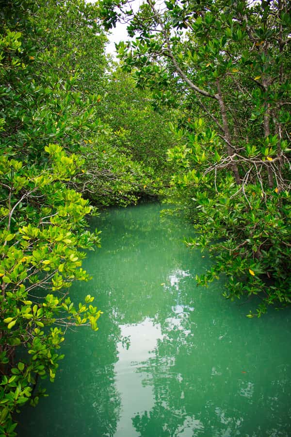 A Jungle-to-Sea Kayaking & Trekking Adventure in Phuket - Practical details that shape the day