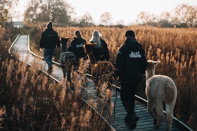 Alpaca & Donkey Trekking Experience at Wetley Moor Common - Key points to know before you book