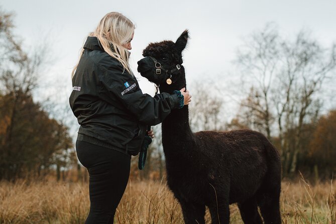 Alpaca & Donkey Trekking Experience at Wetley Moor Common - Walking with an alpaca instead of just photographing one