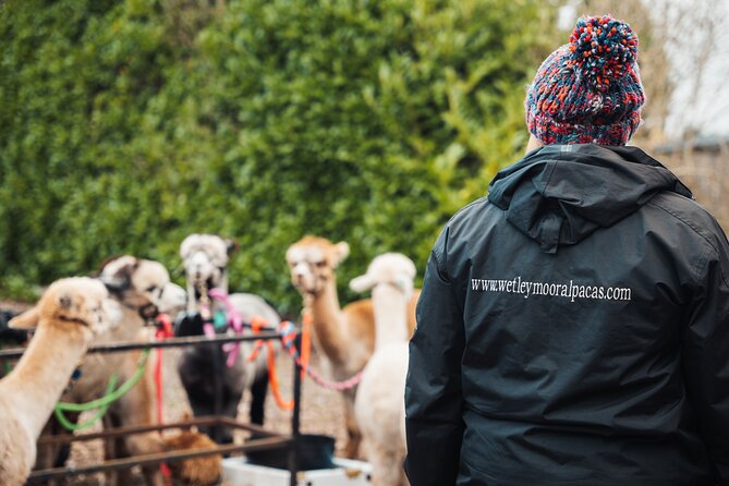 Alpaca & Donkey Trekking Experience at Wetley Moor Common - Donkey trekking is a different kind of animal encounter
