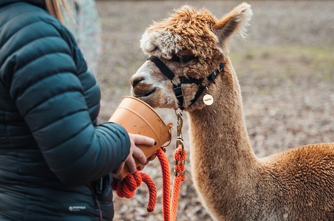 Alpaca & Donkey Trekking Experience at Wetley Moor Common - Why the staff make a difference