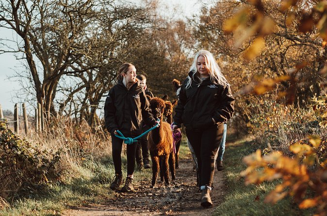 Alpaca & Donkey Trekking Experience at Wetley Moor Common - Is the $41.13 price good value?