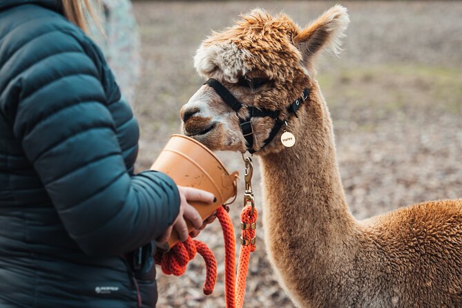 Alpaca & Donkey Trekking Experience at Wetley Moor Common - Wetley Moor Common adds real outdoor character