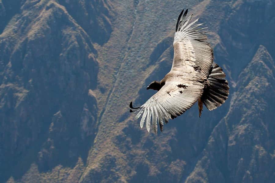 Arequipa: 2-day Colca Canyon Trekking, Ending in Puno - Maca, terraces, and the Chacapi hot springs option