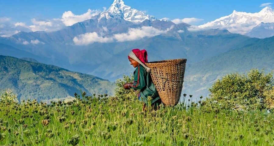 Australian Base Camp Hike For Sunrise over the Himalayas - A Guide Who Adjusts the Morning