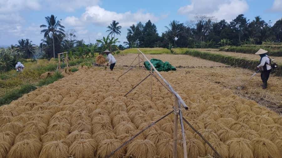 Bali: Jatiluwih Full-Day E-Bike and Trekking Tour - Why Jatiluwih is worth the long ride
