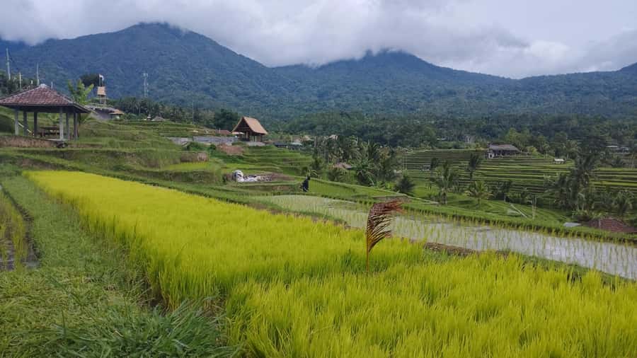 Bali: Jatiluwih Full-Day E-Bike and Trekking Tour - Walking the rice terraces and river paths