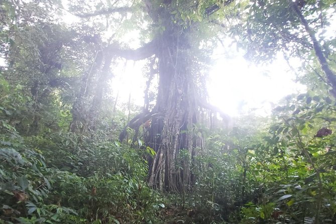 Bali Jungle Trekking and Lake Canoeing Tour - Entering the forest between the two lakes