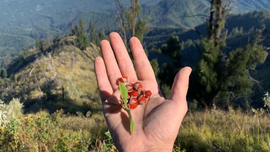 Bali: Mount Agung Sunrise Trekking Tour with Hotel Pickup - Reaching Bali’s highest summit at sunrise