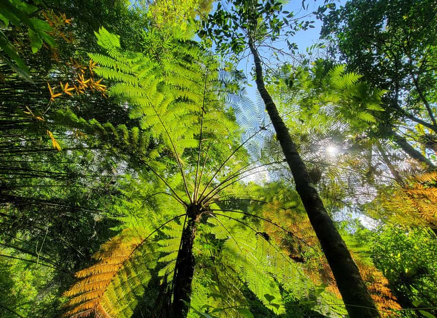 Bali’s Mystical Jungle Trek & Hidden Waterfall Adventure - Balikaru Farm, animals, and Trigona bees