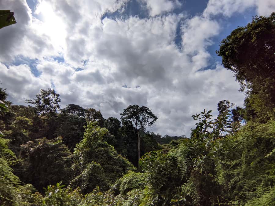 Bali’s Mystical Jungle Trek & Hidden Waterfall Adventure - From your hotel to the mountain air