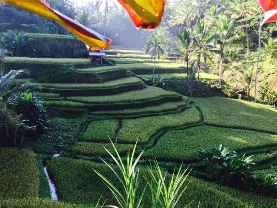 Banyumala Waterfall Trek, Bedugul and Lake Beratan Tour - Wanagiri viewpoints and Bali Handara Gate