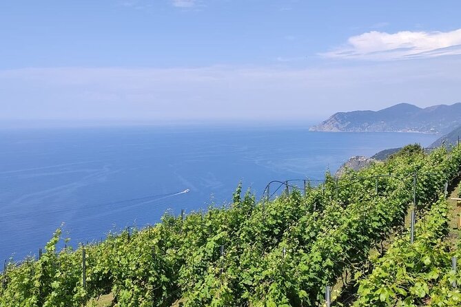BarCa Winery Cinqueterre Trekking & Wine Tasting & Pesto Class - Key points to know before booking