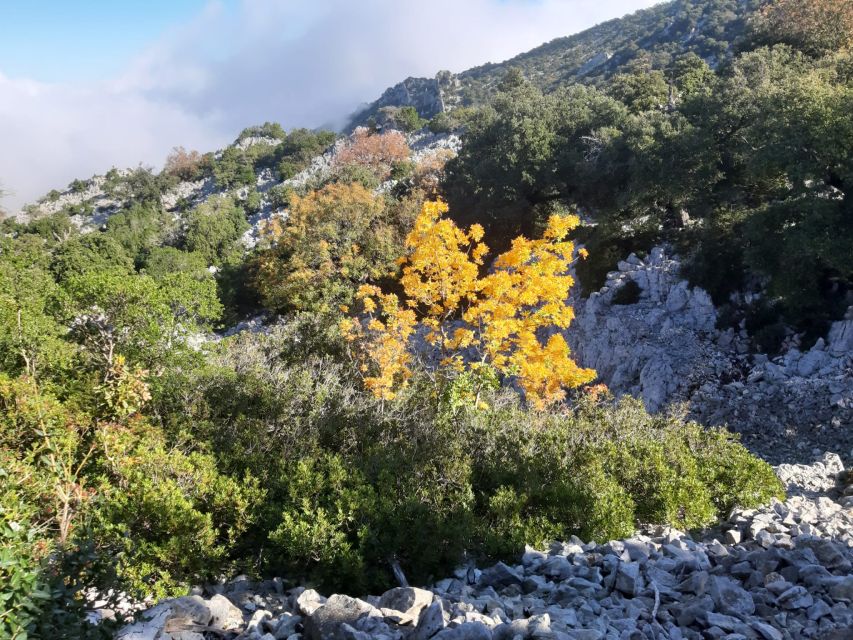 Baunei: Cala Goloritzè Trekking Tour with A Guide - The uphill return is the real test