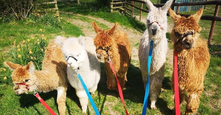 Brackenfield: Alpaca Trek - Key points at a glance