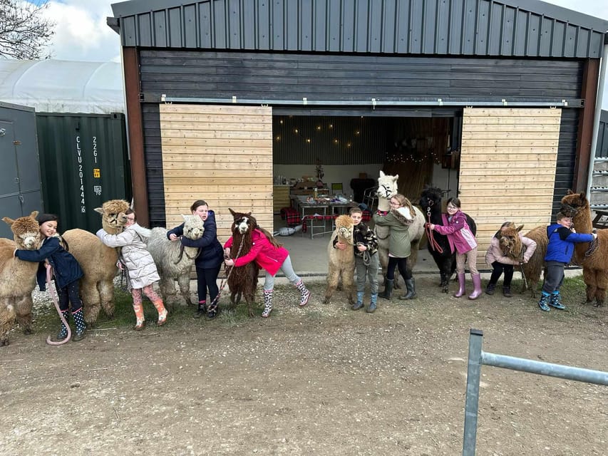 Brackenfield: Alpaca Trek - Feeding the alpacas in the paddock