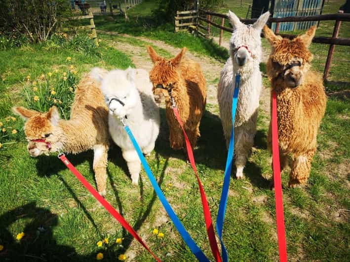 Brackenfield: Alpaca Trek - Tea, coffee, and shortbread in the barn