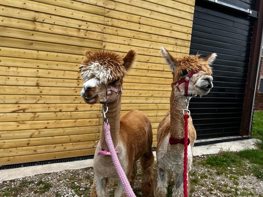 Brackenfield: Alpaca Trek - The alpaca gift shop