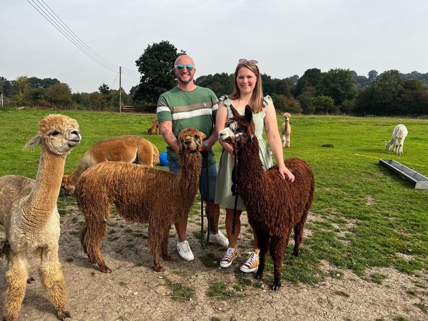 Brackenfield: Alpaca Trek - Is $33 good value?