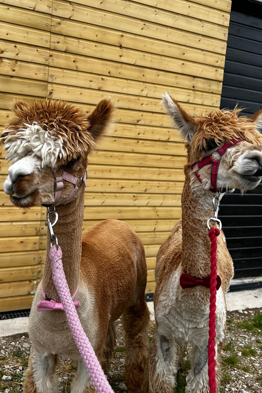 Brackenfield: Alpaca Trek - The induction with Tara or Vicky