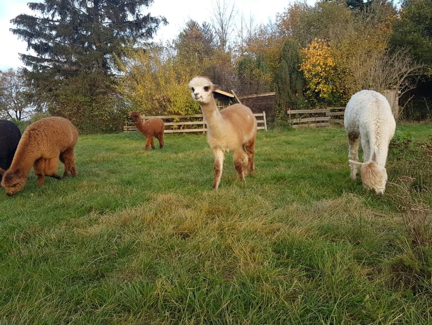 Braunschweig: Alpaca Trekking Tour - Why this alpaca walk feels more personal