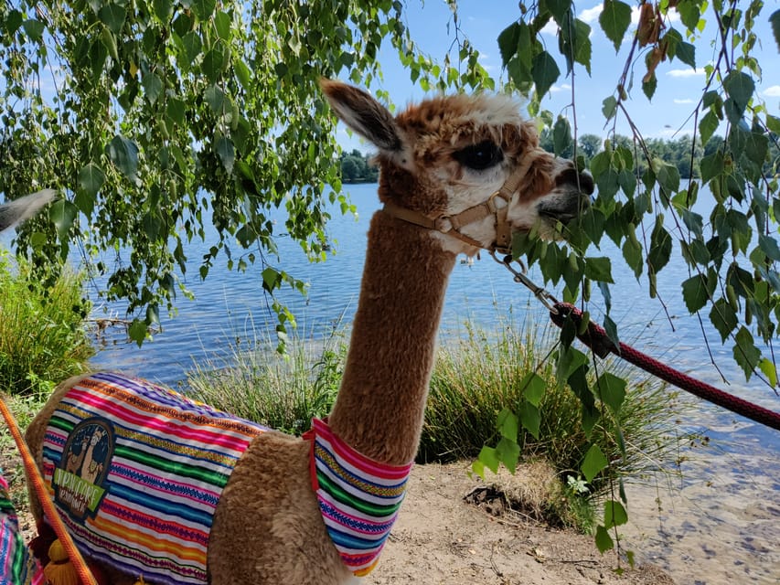 Braunschweig: Alpaca Trekking Tour - Starting beside the gray barn in Braunschweig