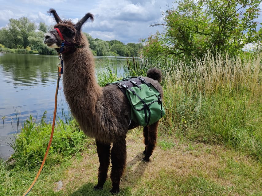 Braunschweig: Alpaca Trekking Tour - The Riddagshausen version adds coffee and cake
