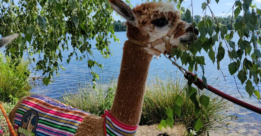 Braunschweig: Alpaca Trekking Tour - What the $69 price means