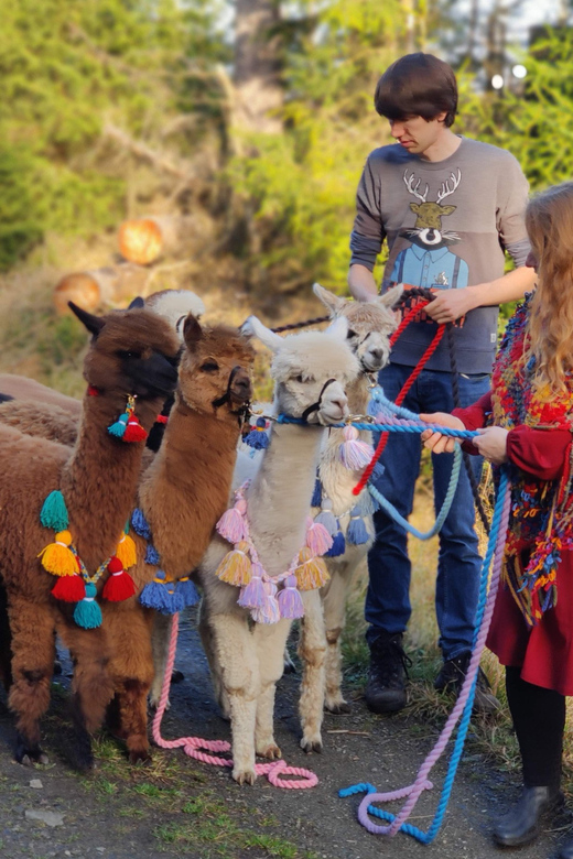 Braunschweig: Alpaca Trekking Tour - What the high praise gets right