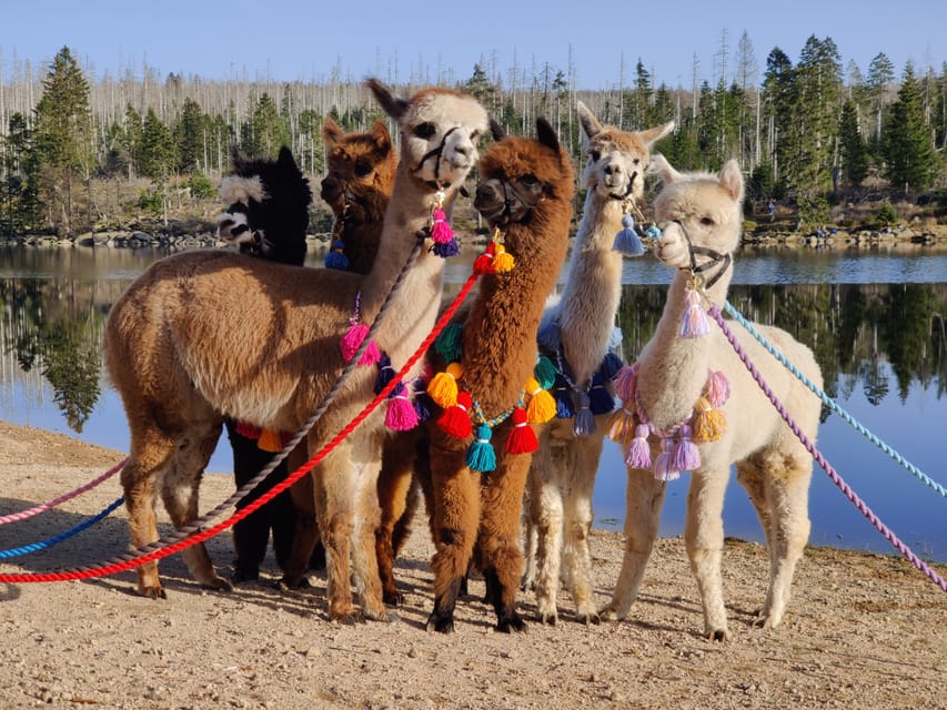 Braunschweig: Alpaca Trekking Tour - Who should book this experience