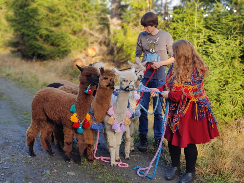 Braunschweig: Alpaca Trekking Tour - Five minutes that make the walk safer