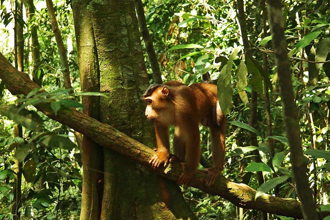 Bukit Lawang Full Day Jungle Trek - Why this trek is about more than spotting orangutans